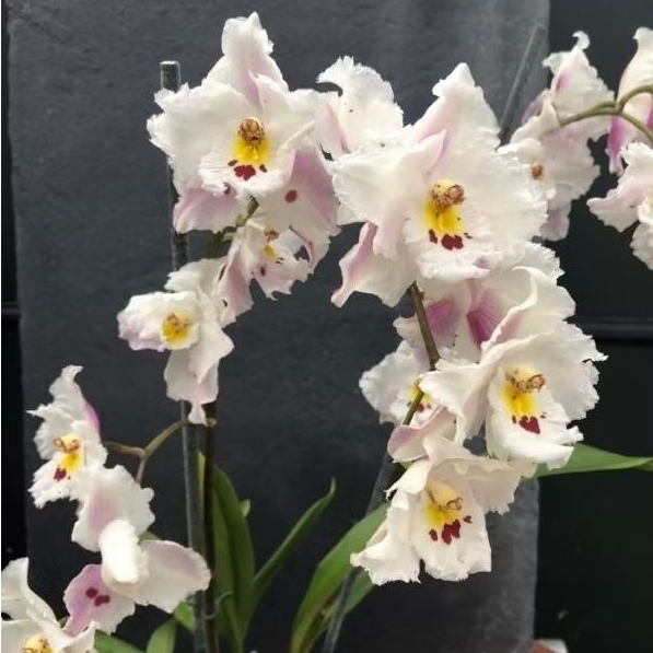 ANGGREK ONCIDIUM SPIKE BUNGA ( Oncidium Alexandrae Mc Bean's )