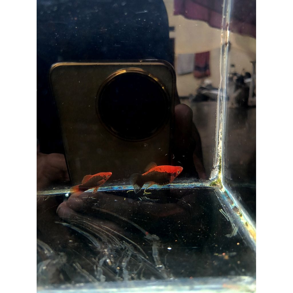 platy tuxedo red