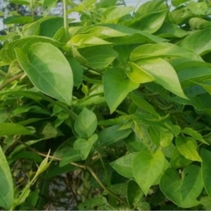 

daun sembukan fres 1 kg