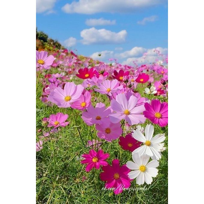 Bunga Potong Segar Import Cosmos Fresh Flower/ Bunga Potong / Bunga Filler