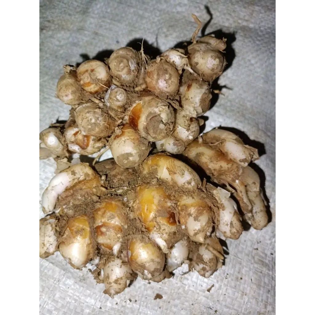 

kencur seger 1kg Pandeglang banten