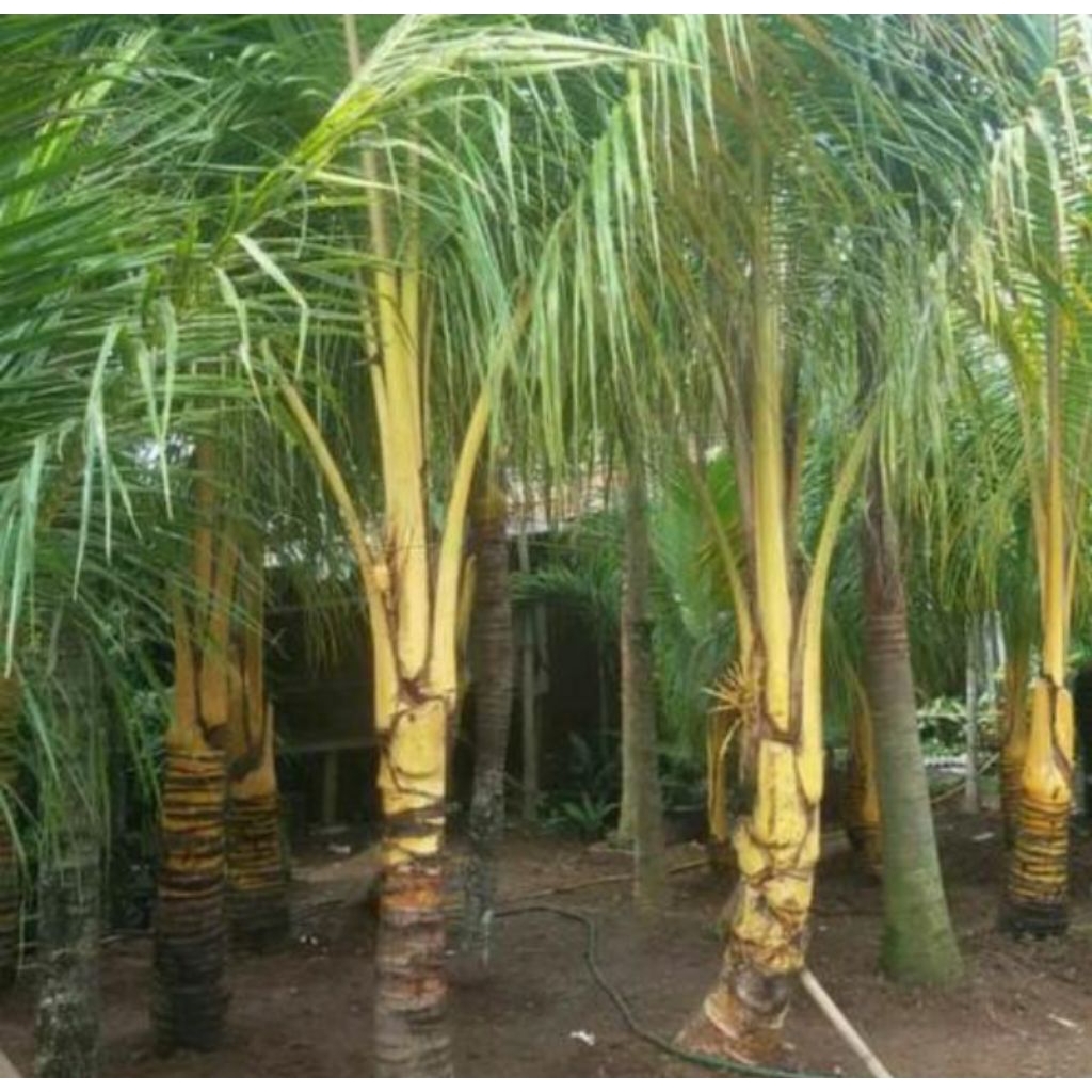 kelapa gading kuning