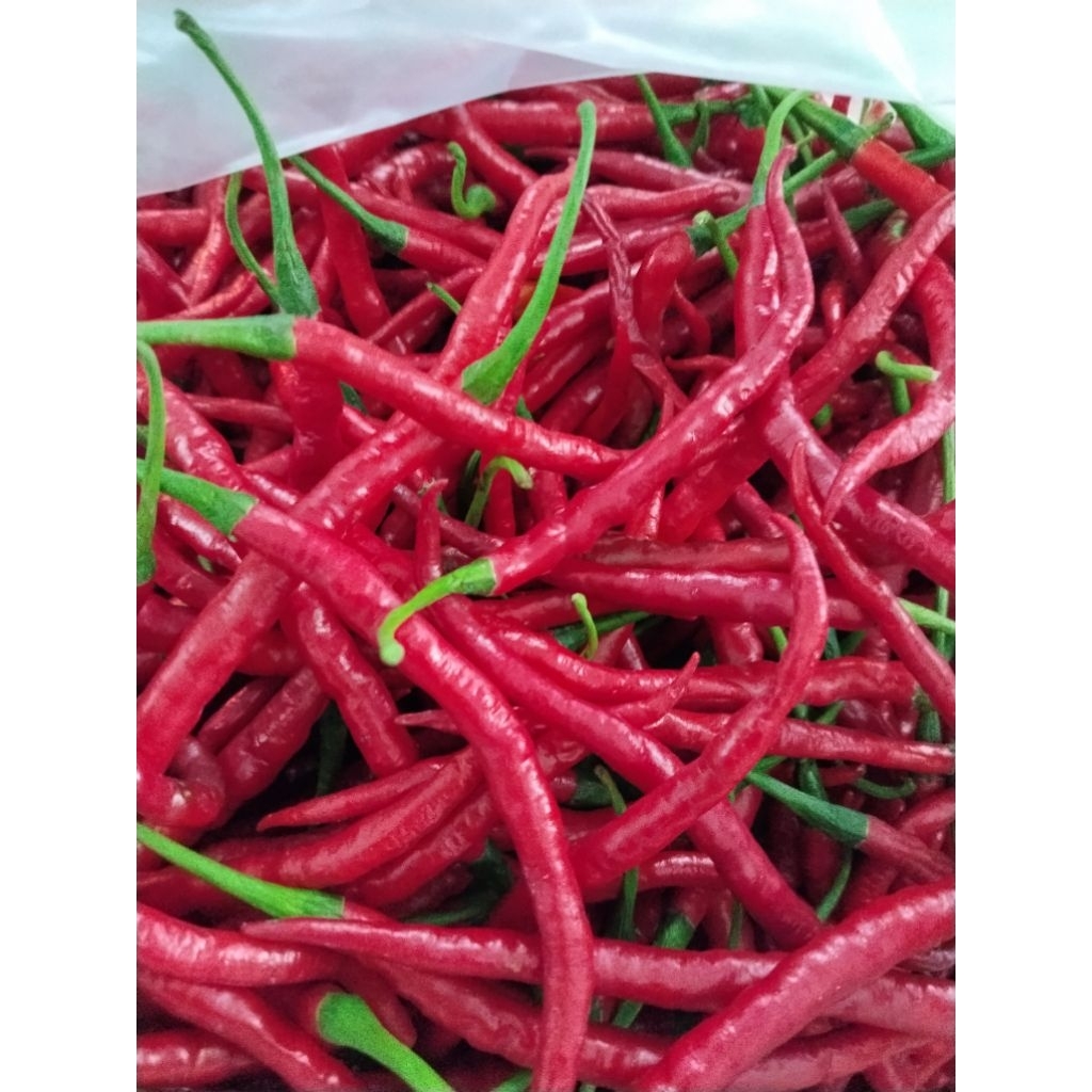 

CABE MERAH KERITING 1KG