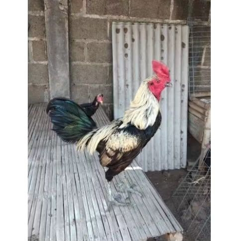 

TELUR AYAM PAMA KUDA LARI