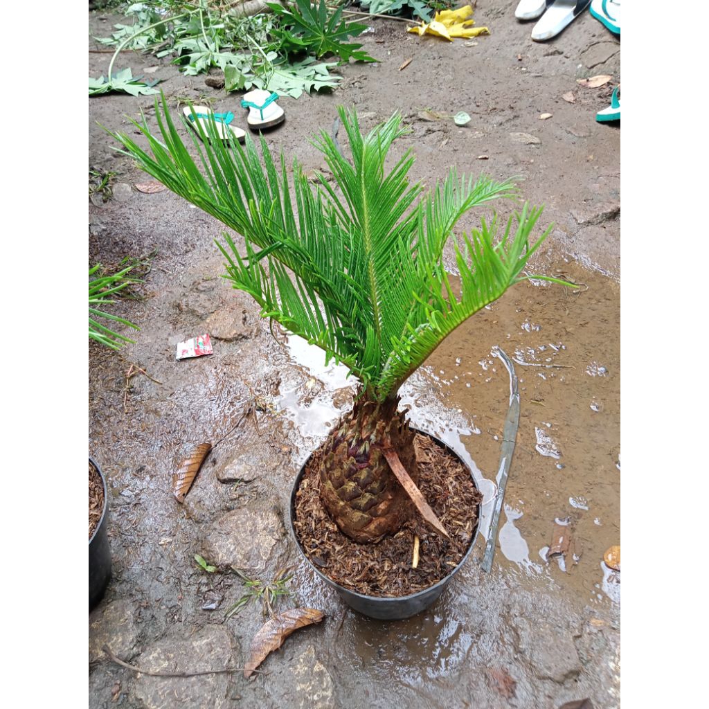 Sikas tanaman sikas poho. sikas mawar jambe sikas