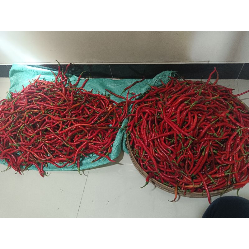 

cabai keriting