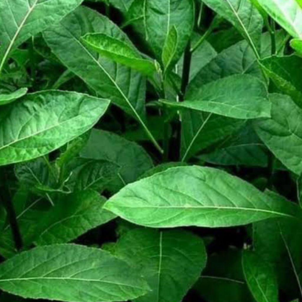 

Daun Sambung nyawa Segar Daun Afrika Segar