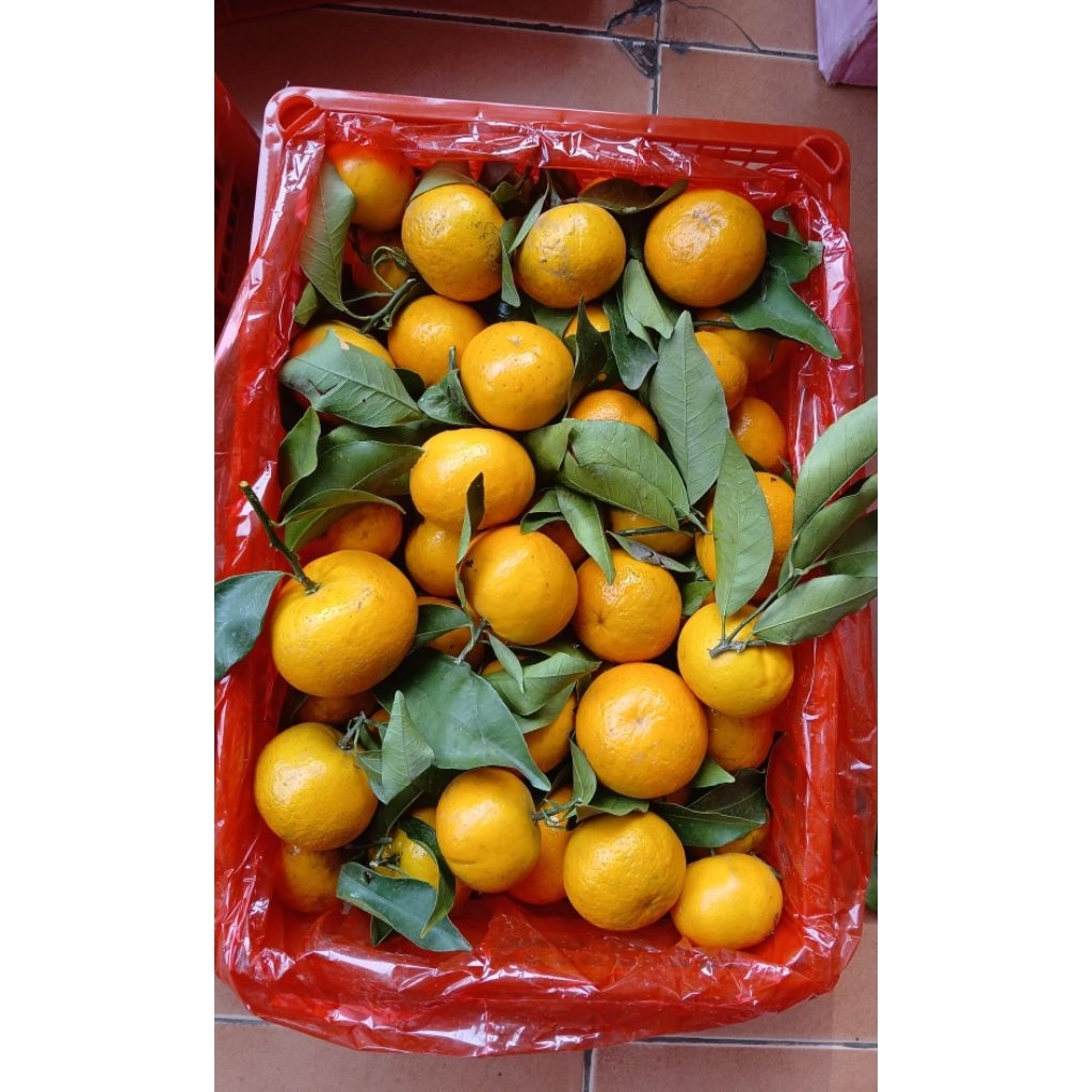 

Buah Jeruk Wogan Daun | Manis dan Segar 1 Kg