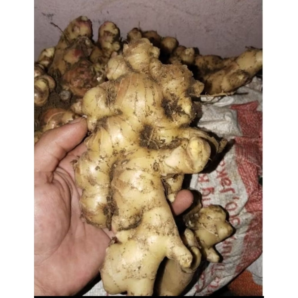 

JAHE GAJAH ASLI BERKUALITAS 1.KG