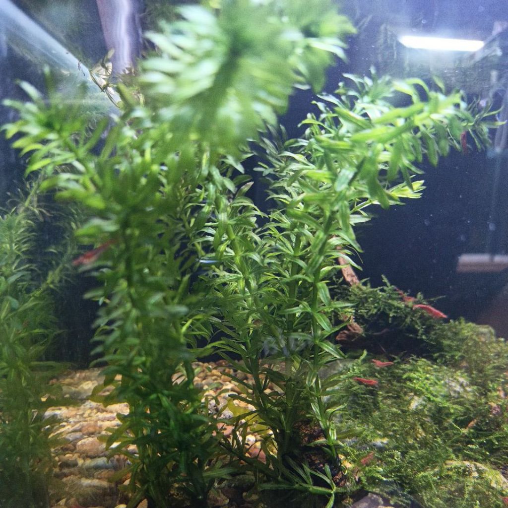 Tanaman aquascape low co2 Hydrilla verticillata