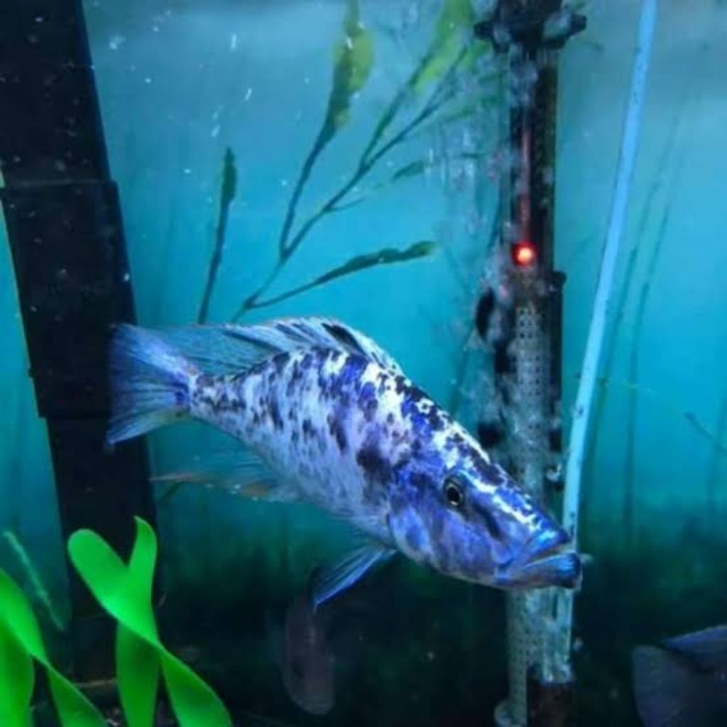 Cichlid ob jendral 3-4 cm