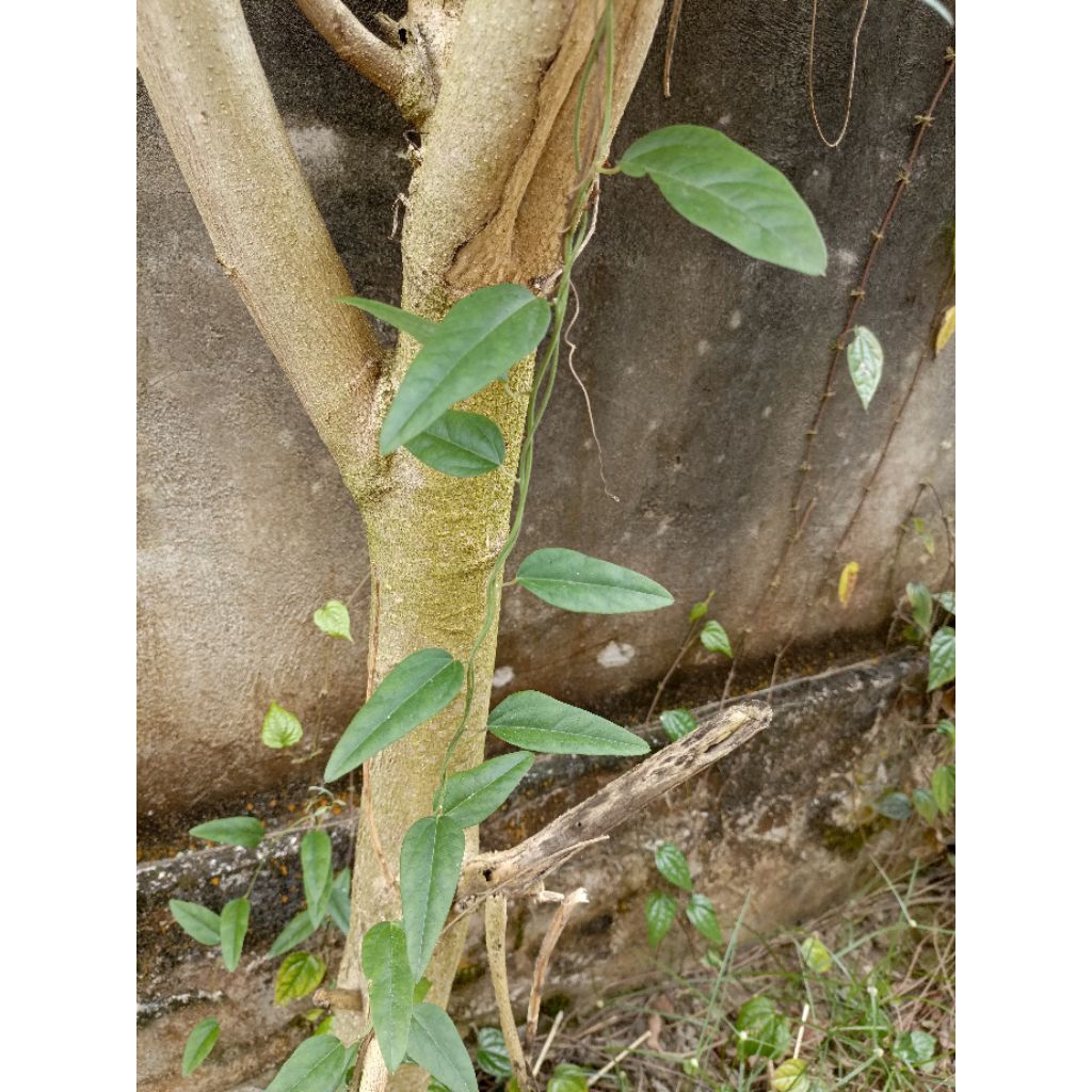 

DAUN CINCAU RAMBAT (HARGA PER 25 LEMBAR)