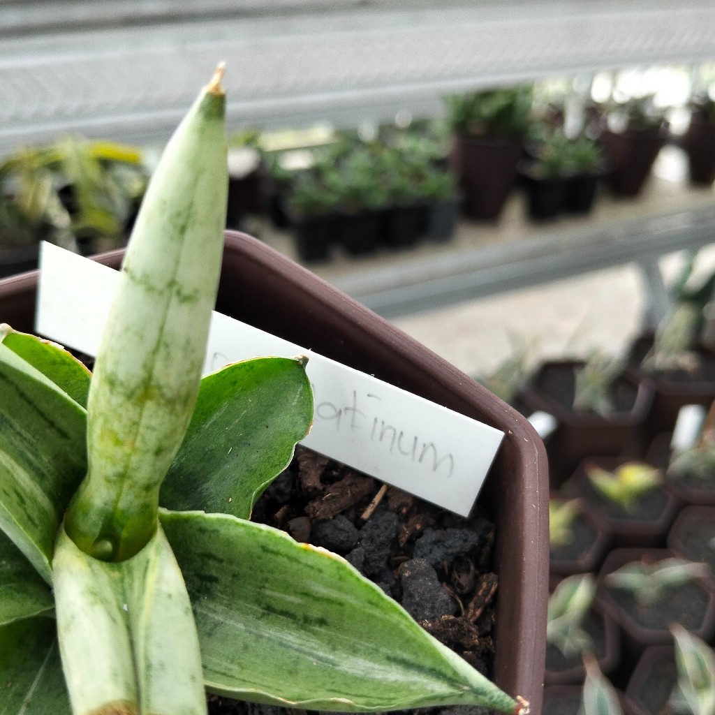 Sansevieria boncel platinum varigata