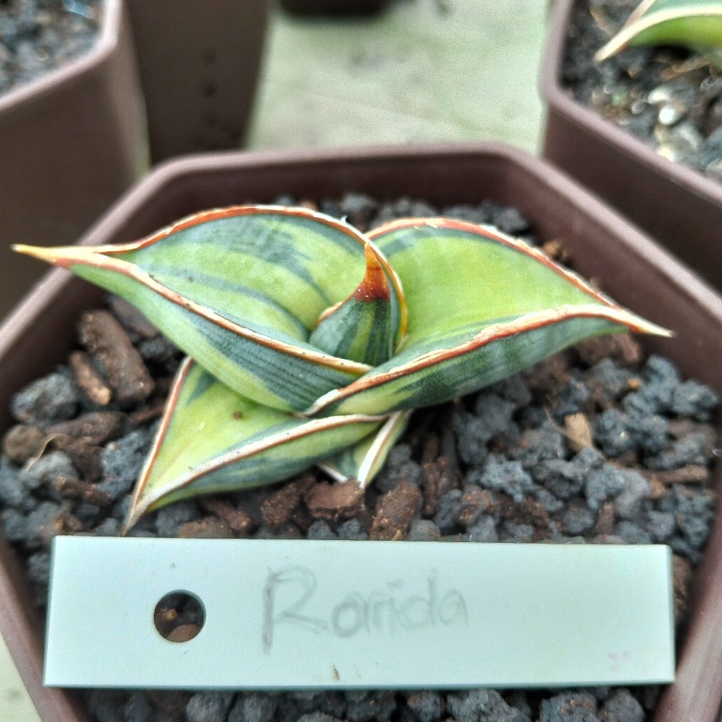 Sansevieria rorida varigata