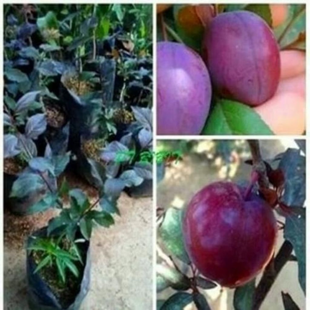 BIBIT BUAH PLUM UNGU