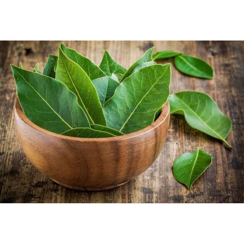 

Daun Alpukat segar 100 lembar