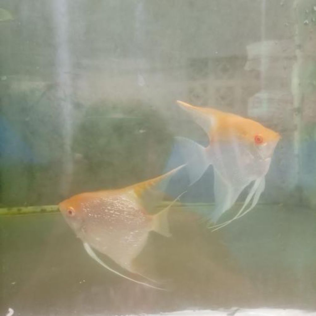 MANFISH RED EYE KULIT JERUK