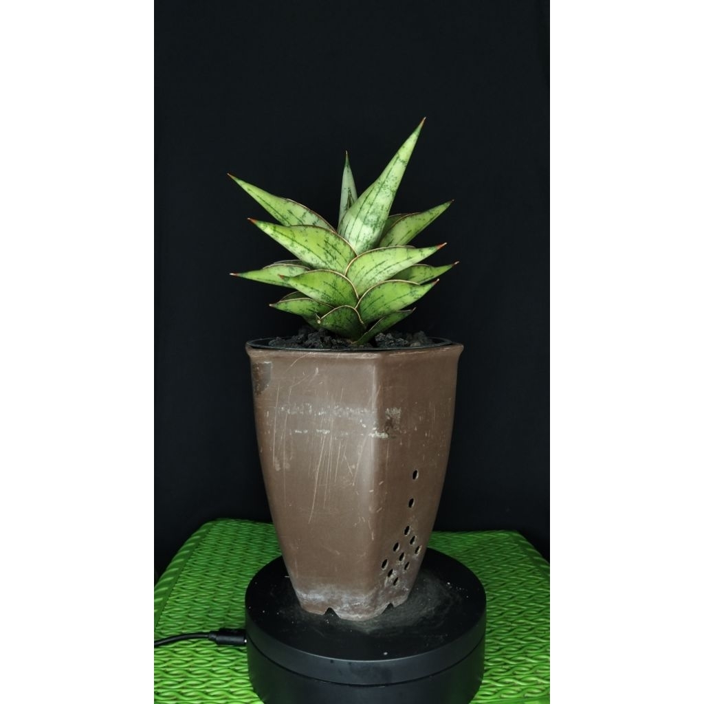 sansivera hybrid dony