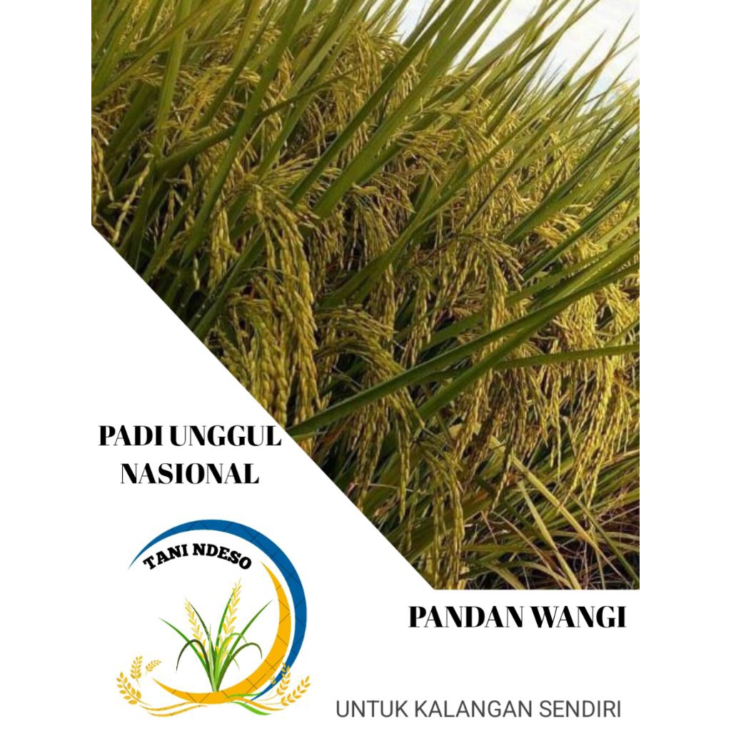 Benih/bibit padi PANDAN WANGI kemasan 5kg