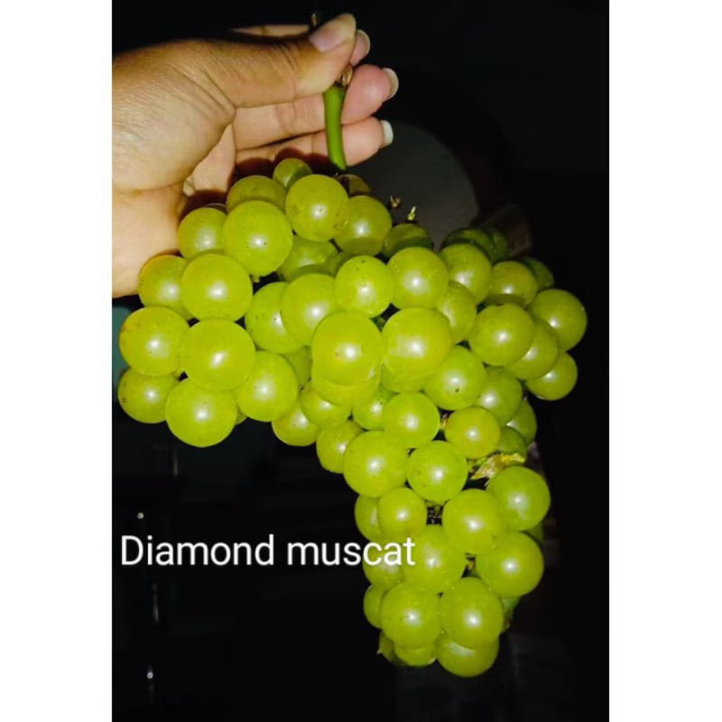 anggur import diamond muscat | bibit anggur import diamond muscat | anggur hijau
