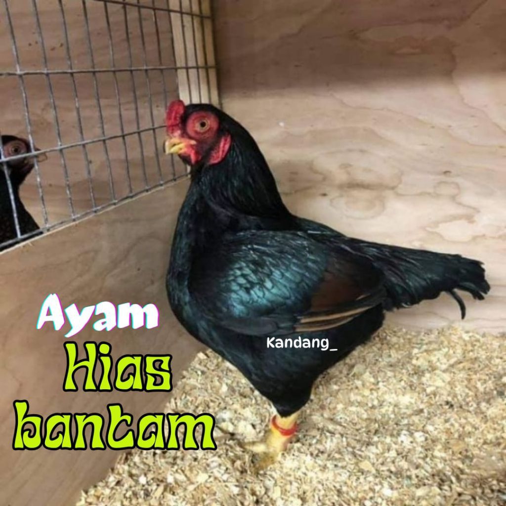 

telur ayam hias bantam cornish asli bisa untuk di tetaskan