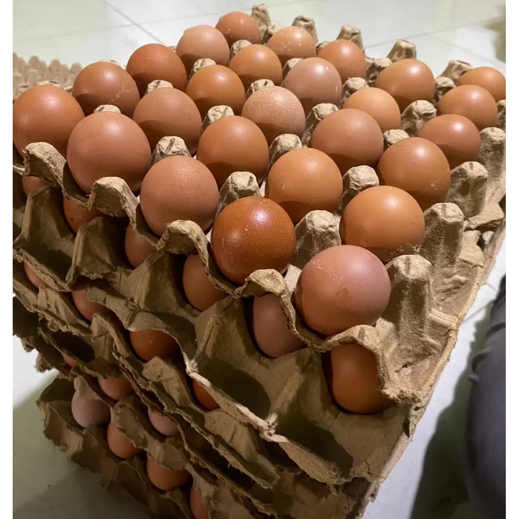

Telur ayam negeri segar dan berkualitas