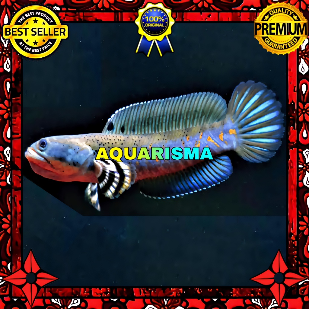 KEBUTUHAN AKUARIUM - SNAKEHEAD CHANNA GABUS BLUE PULCHRA XHANTIC 9-10 CM