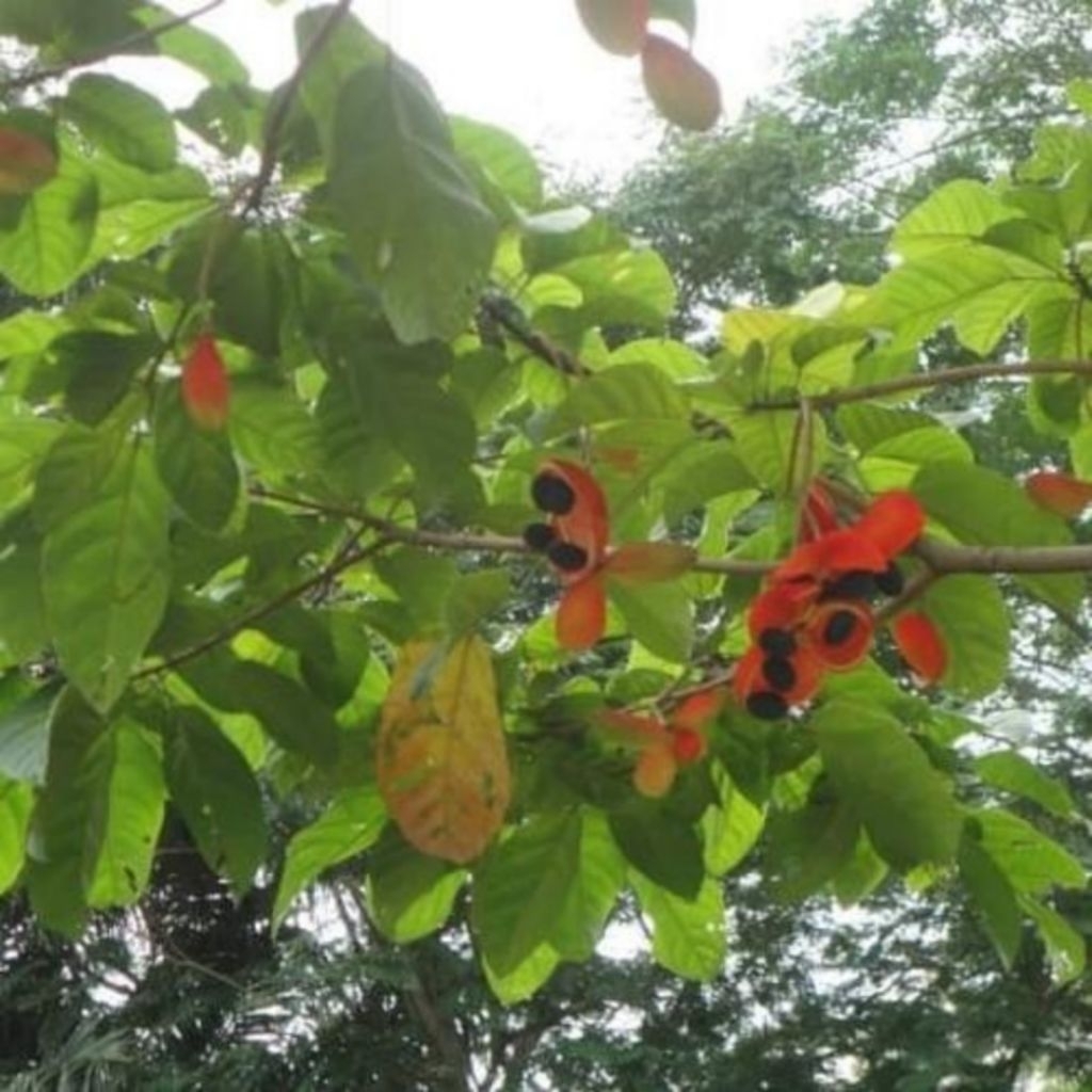 

Daun Hantap herbal alami untuk kesehatan lambung 250 gr