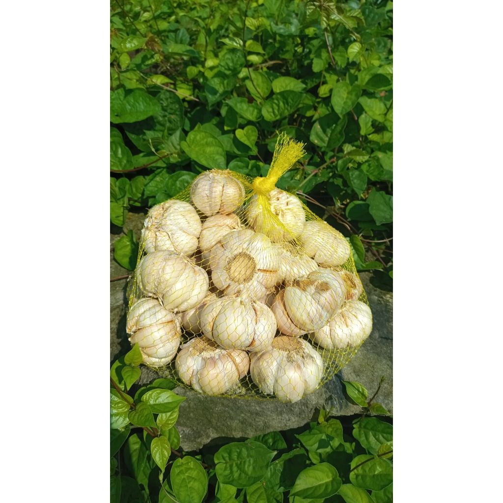 

Bawang Putih sinco