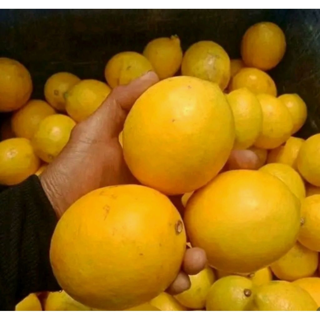 

Jeruk Lemon Peras Super Kuning Per 2kg - Minuman Segar - Mama, Meal, Fat, Jamu, Etawa, Food, Ramuan, Permen, Bagus buah Frozen Makanan Zuriat