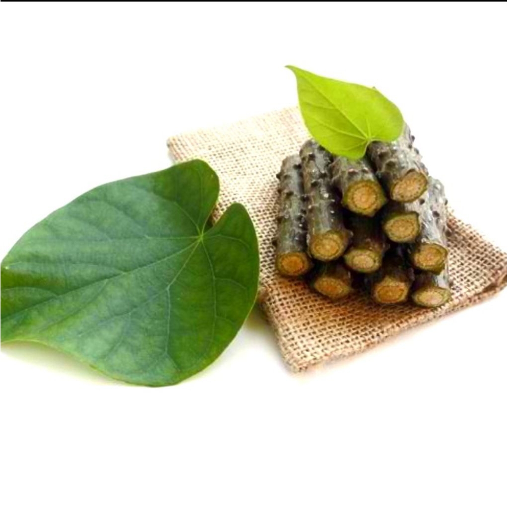 

Herbal Sapih Anak Dan jamu Tradisional Brotowali