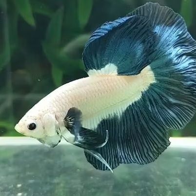 HALFMOON BLUE RIM SIZE M+