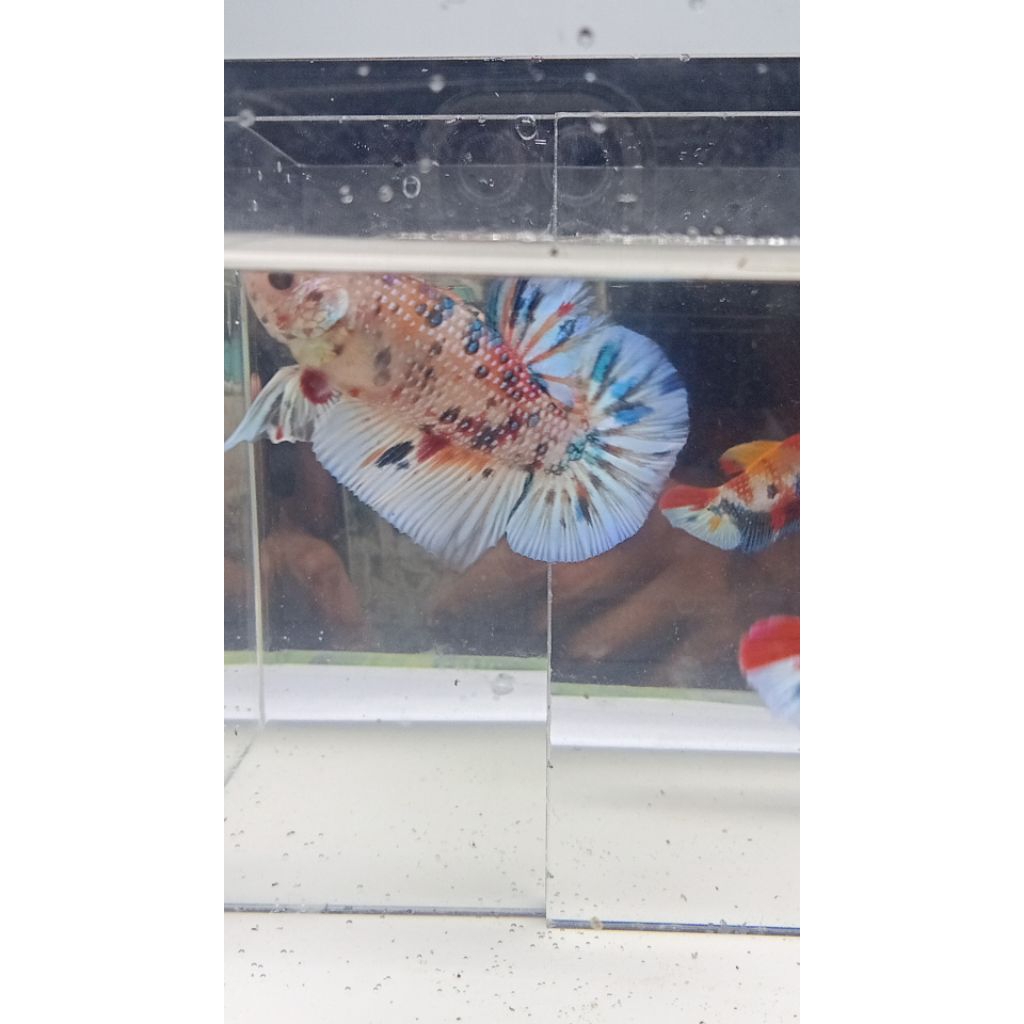 Cupang Giant multi metalic