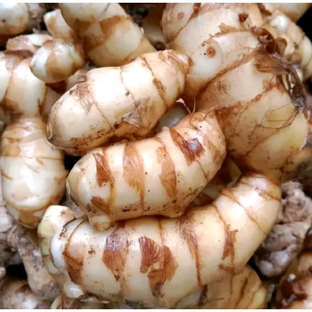 

kunyit putih segar 1kg