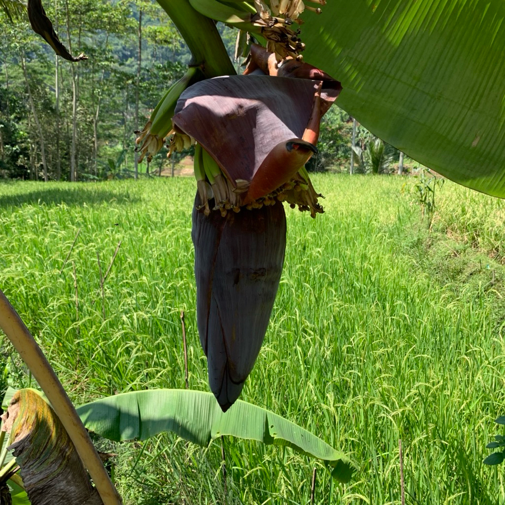

Jantung pisang segar pres alami petik langsung paket per 1kg.