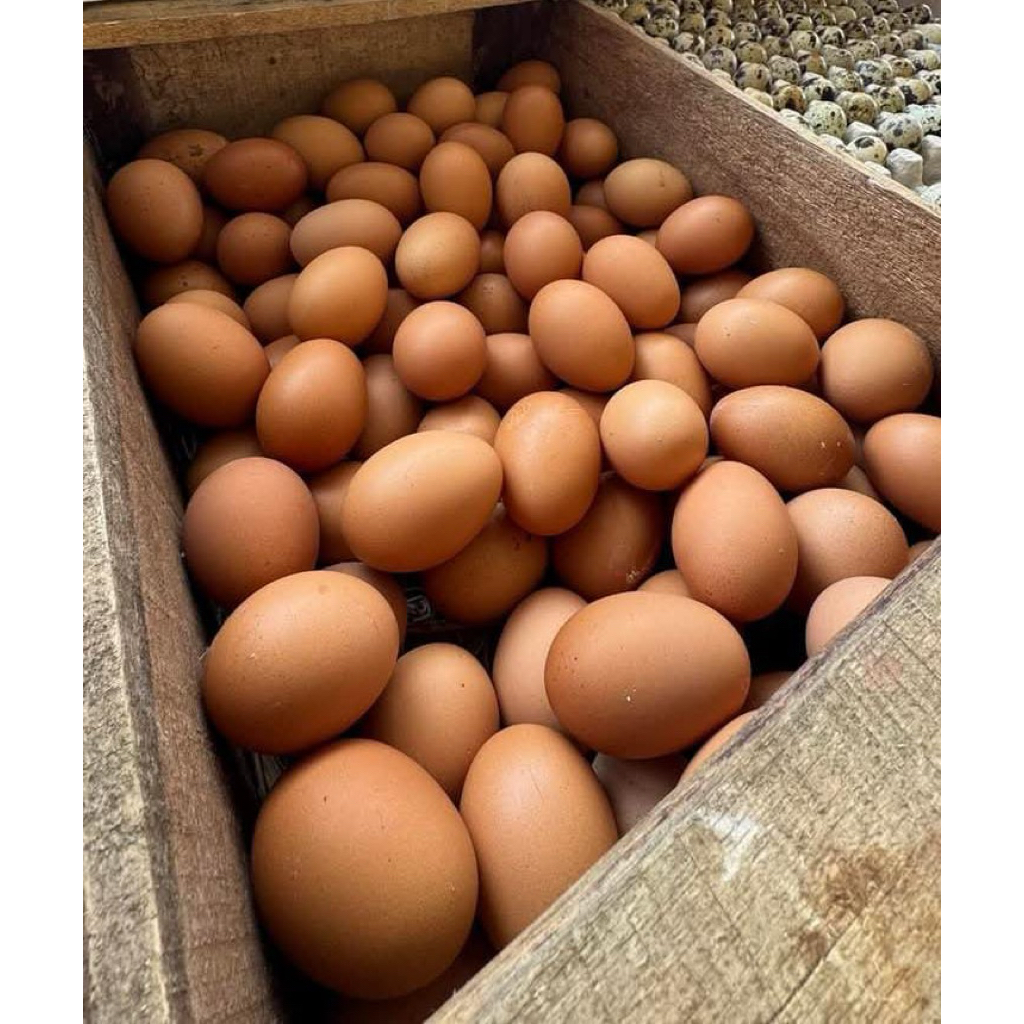 

Telur Ayam Negeri 1KG Fresh Premium Cirebon Langsung Dari Peternak