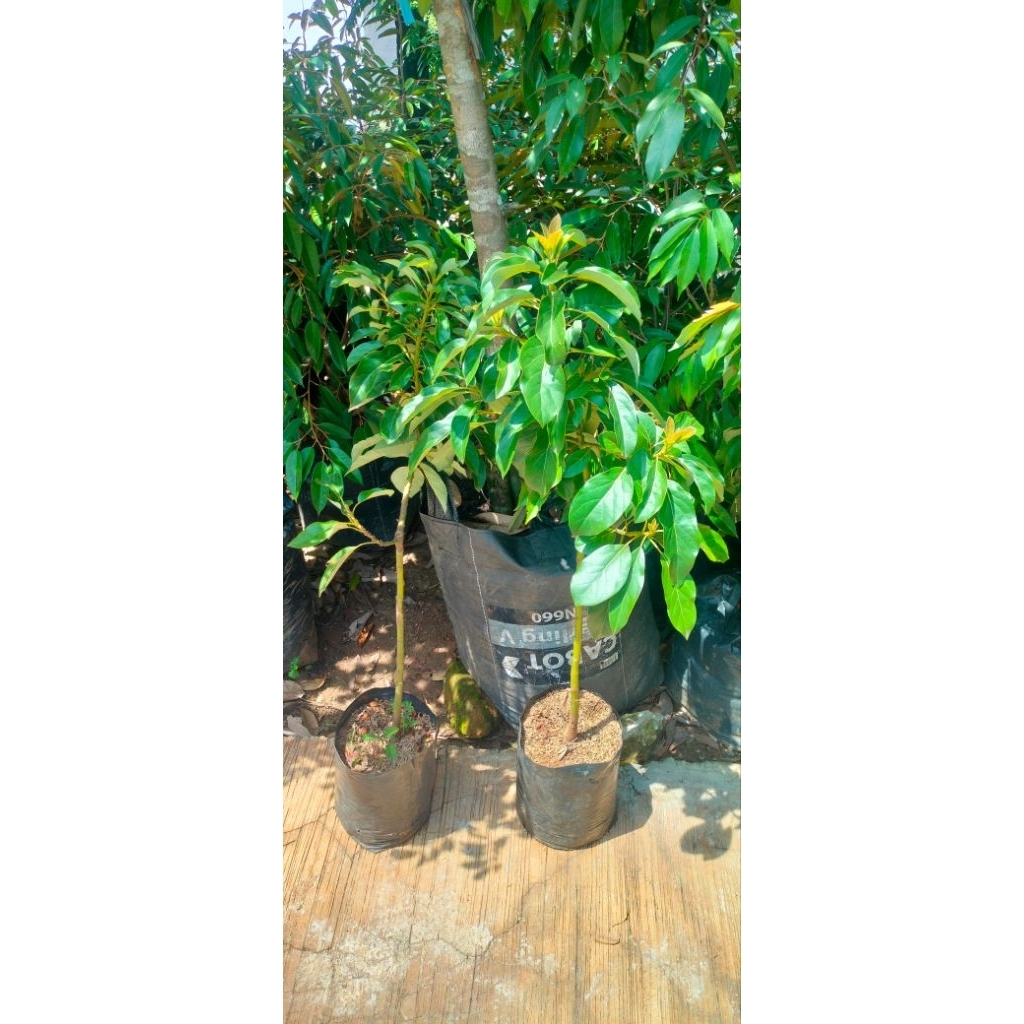 

bibit alpukat miky mentega/bibit alpukat ta21