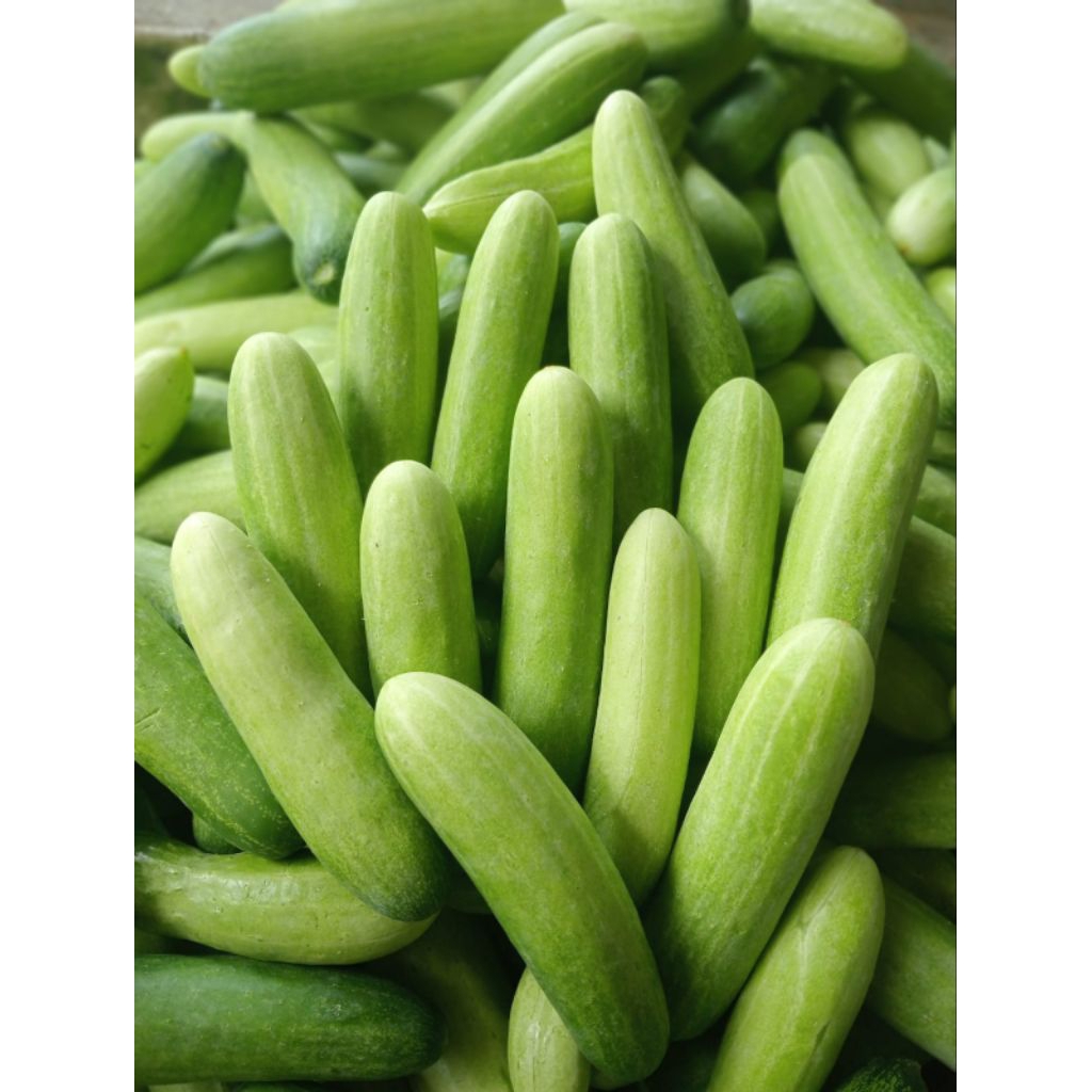 

timun lalap super/1kg