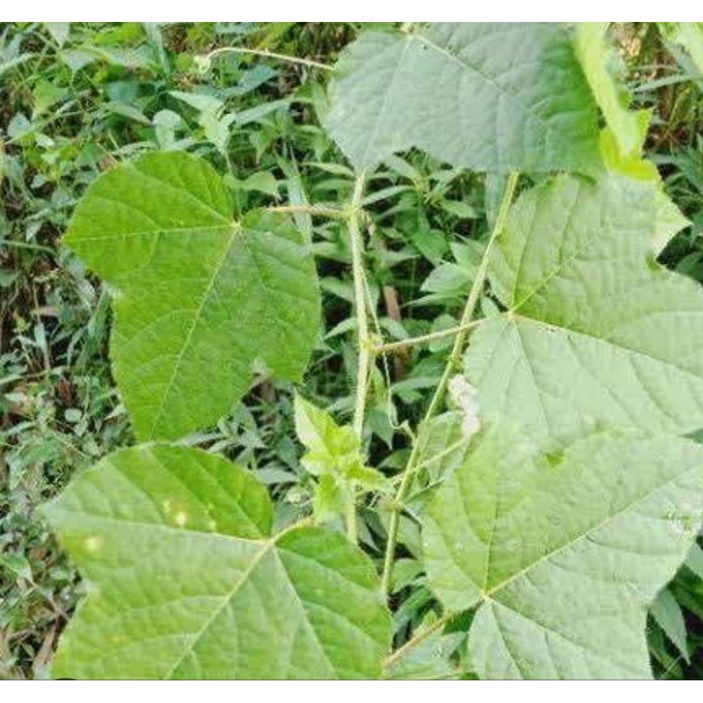 

Daun cermot daun permot daun rambutan segar 250 gram