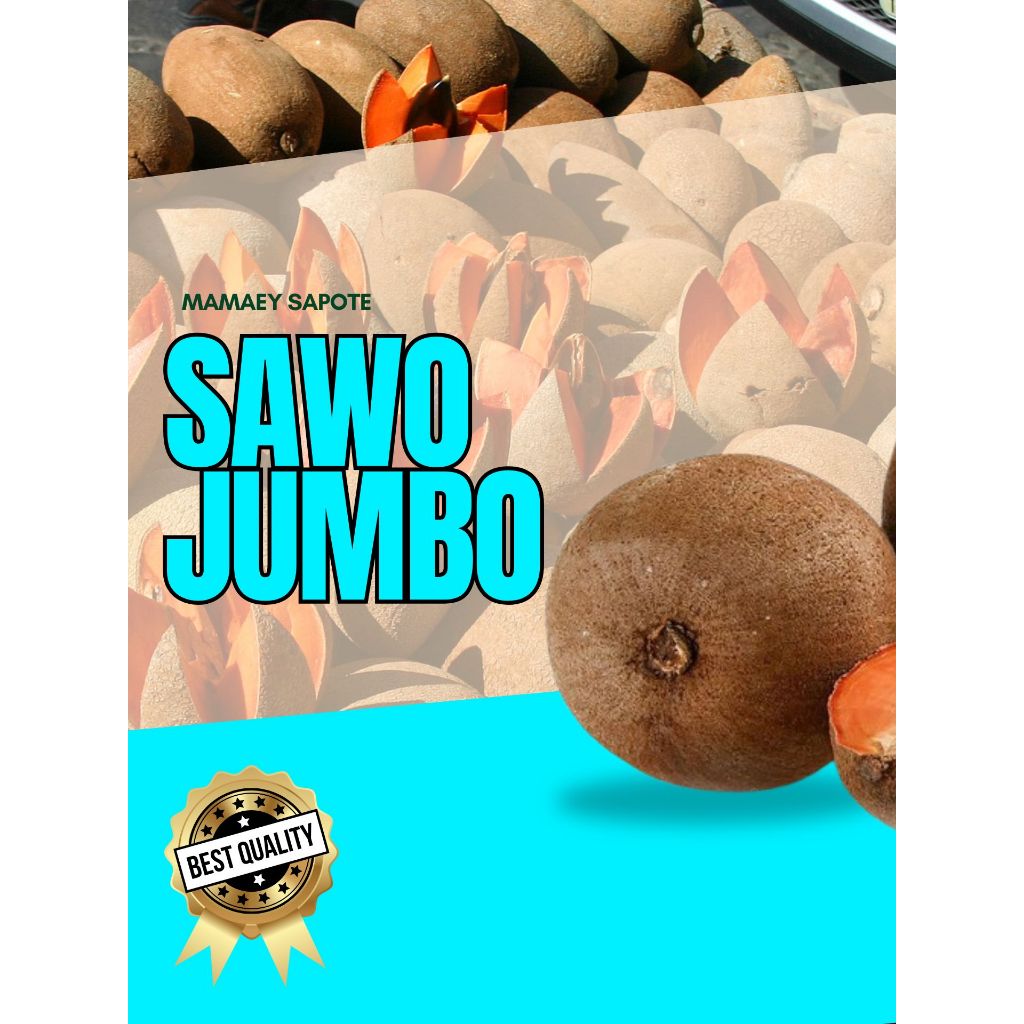 

BUAH PREMIUM !! Sawo Jumbo Mexico, Sawo Jumbo Mamey Sapote, Sawo Jumbo Meksiko