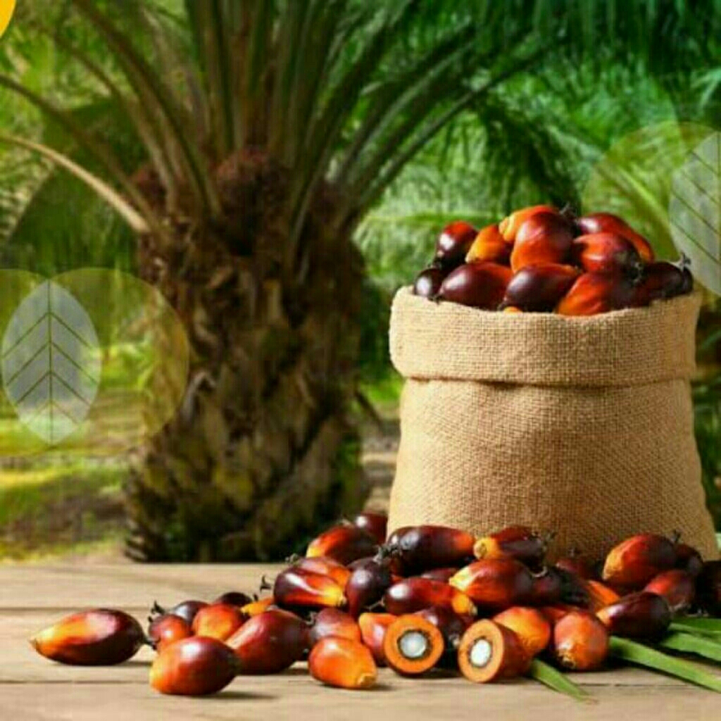 BIBIT BENIH ORIGINAL PPKS SIMALUNGUN