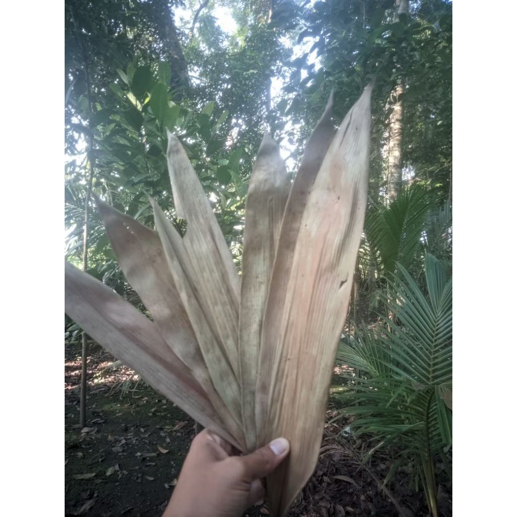 

Daun kering bambu per 100 lembar