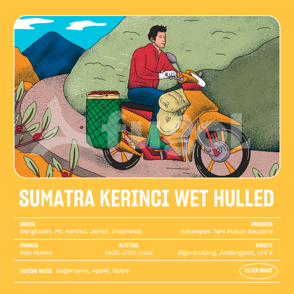 

Biji Kopi Arabica Sumatera Kerinci Wet Hulled (150gr) Specialty Arabica Coffee Beans
