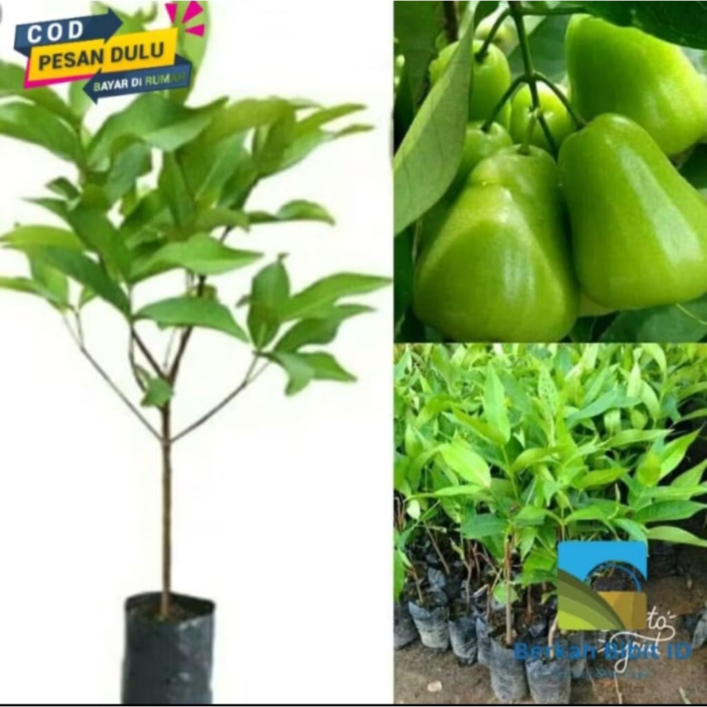 bibit jambu air super green