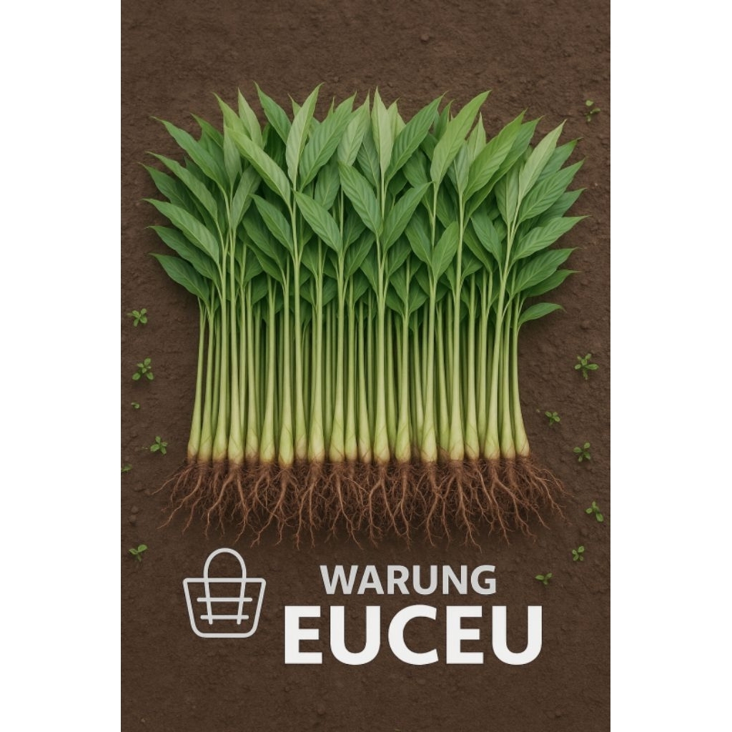 TERLARIS BIBIT KAPULAGA HIBRIDA SUPER 12 BATANG