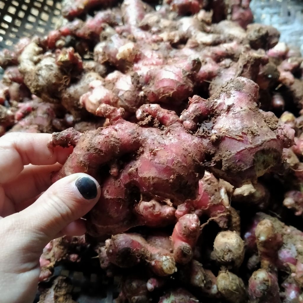 

JAHE MERAH ASLI SUPER PREMIUM 500GRAM