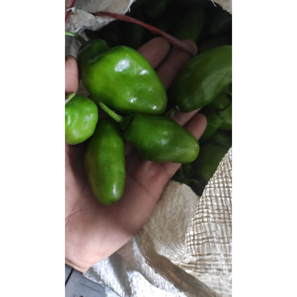 

CABE GENDOT 250g/1kg UKURAN SEDANG