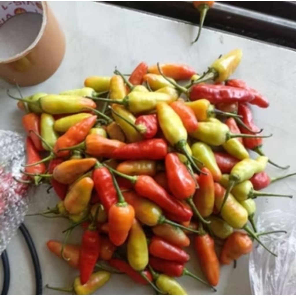 

Cabai Rawit Baru Petik / Fresh Isi 1/2 Kg