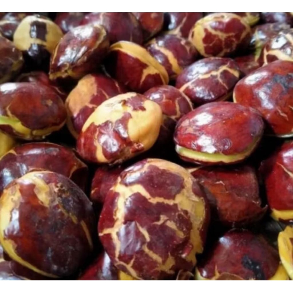 

jengkolsepituabungas3kg