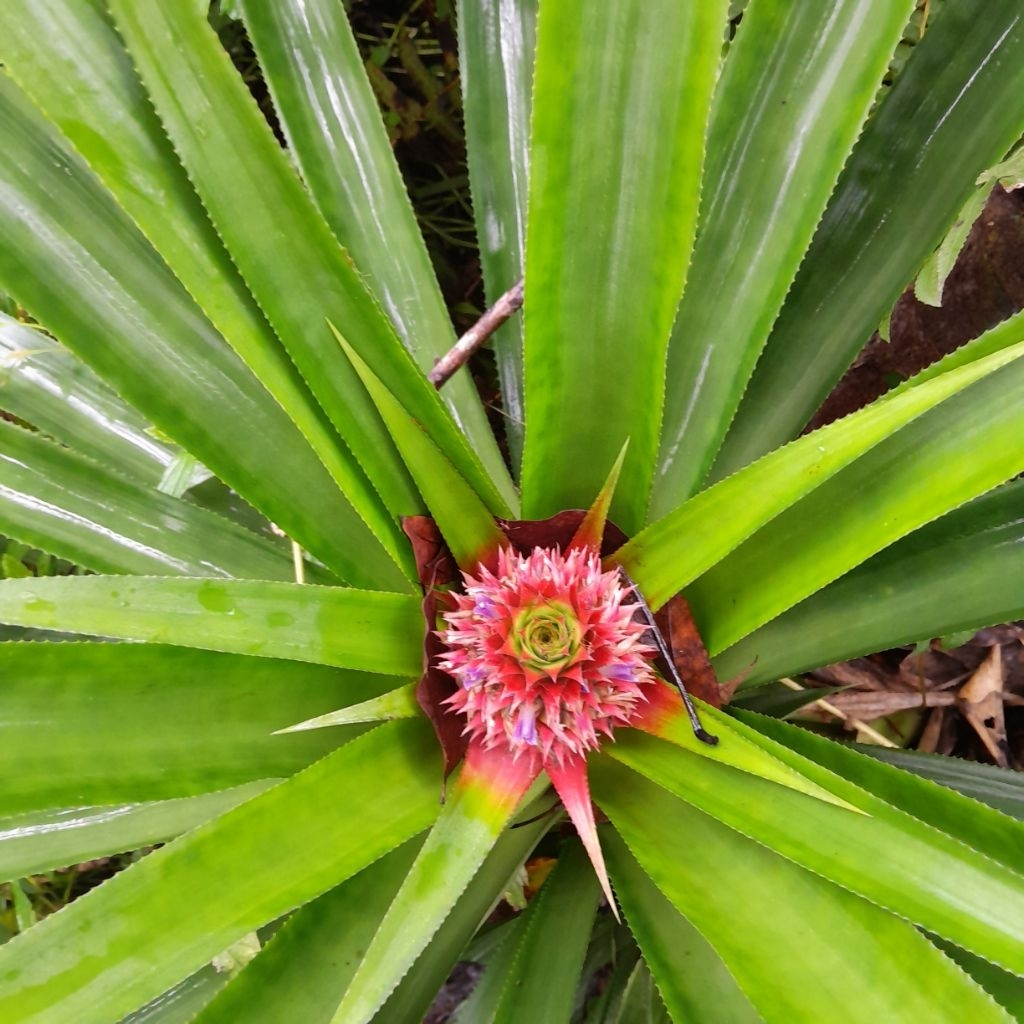 

nanas muda super asli